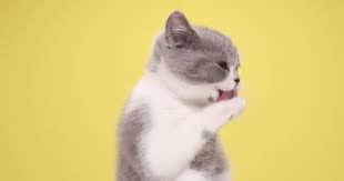 Tori black, lick stocking, black stockings, black stock. Cute British Shorthair Cat Holding Paws Sticking Out Tongue Licking Video By C Feedough Stock Footage 427536182