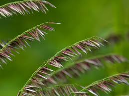 Image result for Poaceae