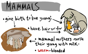 Kids Corner Animal Classification All