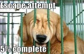 Cute & funny animal memes is all about the funny comments animals have to say, don't stay to long you may get a. 28 Cute And Funny Animal Pictures For An Aww Moment Dog Memes Funny Dog Memes Dog Quotes Funny