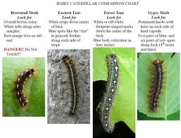 Black And Red Caterpillar Maine Forest Shade Tree Insect Disease Conditions For Maine May 20 2016