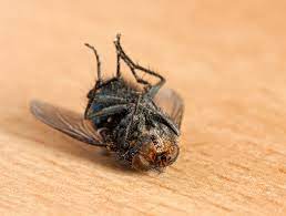 Pest control technicians use a variety of methods to not only deal with the issues manifesting in a building, but also dig deeper into the root. Starting Out In Pest Control Advice From Bpca