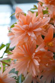 Begonia Orchid Orange Tried And True Unusual Flowers Beautiful Flowers Pretty Flowers