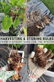 We did not find results for: How To Harvest And Store Elephant Ear Bulbs In The Fall Elephant Ear Plant Elephant Ear Bulbs Elephant Ear