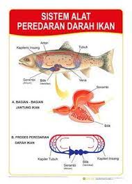 Start dari jantung, darah menuju insang untuk melakukan pertukaran gas. Jual Alat Peraga Sekolah Carta Gambar Dinding Sistem Peredaran Darah Ikan Dari Penerbit Aflah Original Murah Siplah Eureka Bookhousess