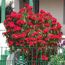 Image result for Begonia pulcherrima