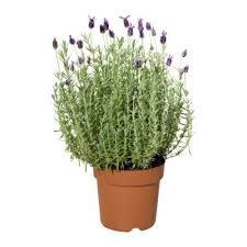 Ikea Nederland Interieur Online Bestellen Pflanzen Topfpflanzen Ikea Garten