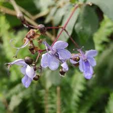 Image result for Rotheca myricoides