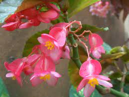 Begonia X Corallina Angel Wing Begonia World Of Flowering Plants Planting Flowers Begonia Plants