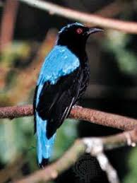 Black Bird With White Tail Philippines Philippine Fairy Bluebird Blue Bird Birds Creature Design