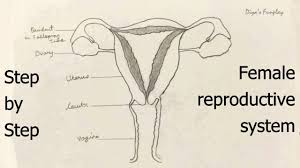 Find more on the female reproductive organs, the menstrual cycle, and more. Draw Female Reproductive System Diagram Step By Step For Beginners Assignment Cbse Drawings Youtube