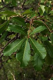 Image result for Vitex doniana