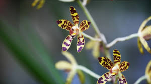 Image result for Ansellia