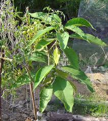 Image result for marche tabacco da rollare