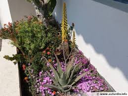 Taillez la racine longue et retirez une partie des petites racines latérales. Aloe Vera Aloes Des Barbades Aloe Vera Planter Cultiver Multiplier