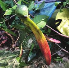 Image result for Marquesia macroura