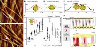 Additionally, cell walls are responsible for providing the distinctive shapes of cells. Fig 4 How Does Plant Cell Wall Nanoscale Architecture Correlate With Enzymatic Digestibility Science