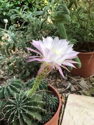It's may and my cactus is already blooming. Cactus Flower Blooming They Only Bloom Once A Year Botanicalporn