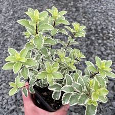 Image result for Pittosporum