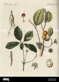 Image result for Strychnos