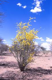 Image result for Rhigozum zambesiacum