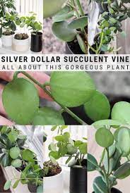 Silver Dollar Succulent How To Care For And Propagate It Plants Plant Care Houseplant Silver Dollar Plant