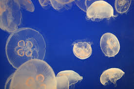 Vancouver aquarium, jellyfish, animal, marine, life. Free Jellyfish At The Vancouver Aquarium Stock Photo Freeimages Com