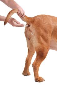 Doch ab wann ist es fieber beim hund? Fieber Hunde