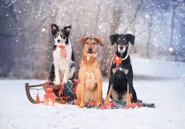Check out our christmas pet photo selection for the very best in unique or custom, handmade pieces from our shops. Dogvision Happy Holidays