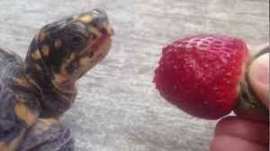Maybe you would like to learn more about one of these? 10 Adorable Videos Of Turtles Eating Strawberries Entertainment