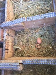 It will then need to be refrigerated because the bloom is gone, and bacteria can easily get inside it. Keep Chicken Eggs Clean Ground To Ground