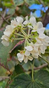 Image result for Dombeya acutangula