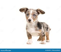 Cute Standing Blue Merle Welsh Corgi Puppy with Blue Eyes and Ha Stock  Image - Image of facing, frontview: 83563851