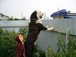 Na Postu Ohrannik Sao Sredneaziatskayaovcharka Alabaj Aziat Volkodav Bolshayasobaka Centralasianshepherd Caucasianovcharka Caucasianshep Kopek Asya Ordu