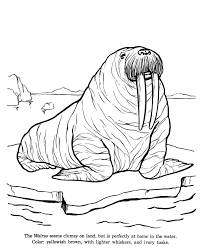 Select from 35970 printable coloring pages of cartoons, animals, nature, bible and many more. Walrus Coloring Pages Coloring Home