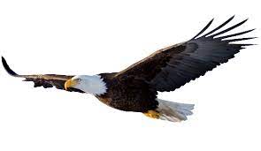 Do Eagles Cry Fucksakehugh Eagle In Flight Bald Eagle Bald Eagle Images