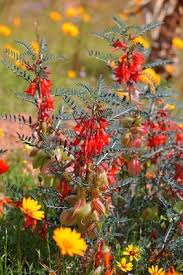 Image result for Sutherlandia frutescens