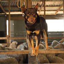 Pin By Lori Lee Rudy On Cpr Dogs Australian Kelpie Dog Australian Sheep Dogs Farm Dogs