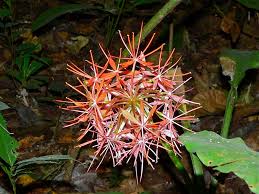 Image result for Scadoxus cinnabarinus