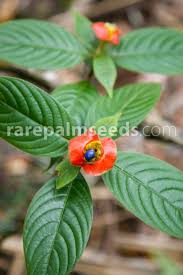 Image result for Psychotria mildbraedii
