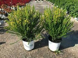 Image result for Euryops virgineus