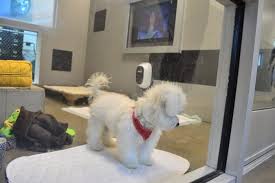 There are so many loving adoptable pets right in your community waiting for a family to call their own. The Saturday Six Looks At Taking Your Pet With You On A Disney Or Universal Vacation Touringplans Com Blog