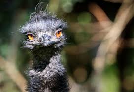 Emu Emu Australian Wildlife Australian Parrots