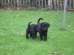 Discount99.us has been visited by 1m+ users in the past month Fantastic Kerry Blue Terrier Puppies For Sale Coventry West Midlands Pets4homes