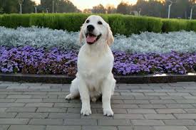 Our veterinarian loves dusty and has offered to take care of him if we. Benjamin Irving Golden Retrievers Golden Retrievers La California