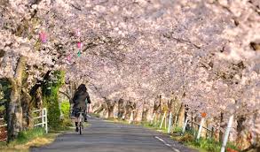 Cerasus.they are also known as japanese cherry and sakura (桜 or 櫻; Cherry Blossoms Are Helping This Japanese Town Shake Off Tsunami Sorrow