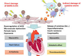 The duration of problems can vary from hours to months. Cardiac Involvement Of Covid 19 A Comprehensive Review The American Journal Of The Medical Sciences