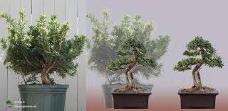 Check spelling or type a new query. 5 Year Progression Of A Taxus Growing Bonsai