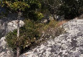 Image result for Sericanthe chimanimaniensis