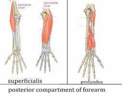 This muscle diagram is interactive: Muscles Of The Posterior Compartment Of The Forearm